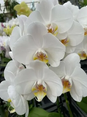 Abby Chase OnlyFans Leaked Free Thumbnail Picture - #5urMZaWkWp