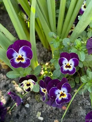 Abby Chase OnlyFans Leaked Free Thumbnail Picture - #DdYeUwJacN