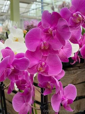 Abby Chase OnlyFans Leaked Free Thumbnail Picture - #hnyduRS1IU