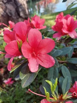 Agusvenus OnlyFans Leaked Free Thumbnail Picture - #0U48krzx7Z