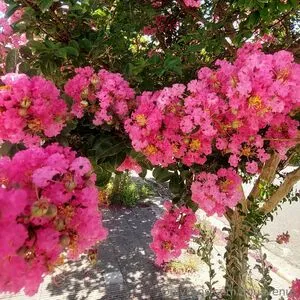 Agusvenus OnlyFans Leaked Free Thumbnail Picture - #aqkZvKGGik