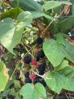 Akiraskye OnlyFans Leaked Free Thumbnail Picture - #cxodJ0Ufyj