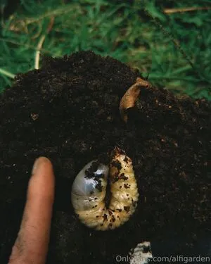 Alfigarden OnlyFans Leaked Free Thumbnail Picture - #acJ7Az3be4