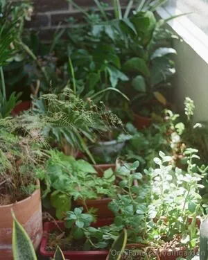 Alfigarden OnlyFans Leaked Free Thumbnail Picture - #wSq4qS11Q7