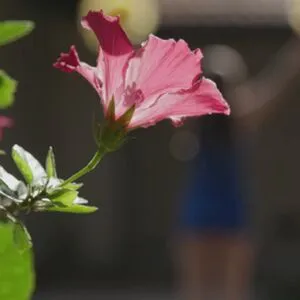 Ali Wonderland OnlyFans Leaked Free Thumbnail Picture - #wdqOSaq88X