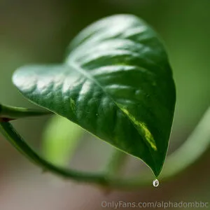 Alphadombbc OnlyFans Leaked Free Thumbnail Picture - #WGcV1mePHK