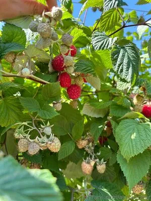 Alpswander OnlyFans Leaked Free Thumbnail Picture - #29rL0IYaai