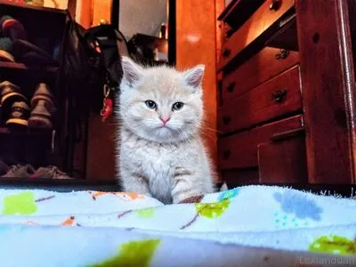 Amazingwaifu69 OnlyFans Leaked Free Thumbnail Picture - #NycdRNl174