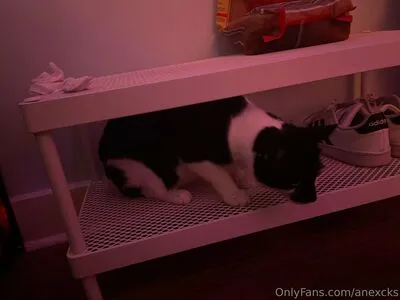 Anexcks OnlyFans Leaked Free Thumbnail Picture - #tkdCZxCDo6