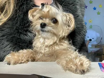 Angeliquesage OnlyFans Leaked Free Thumbnail Picture - #6Onz3Tipwm