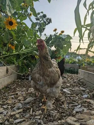 Annie Mick OnlyFans Leaked Free Thumbnail Picture - #L0UG6tTloZ