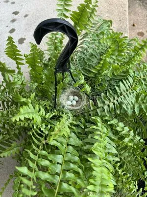 Anyalaasmr OnlyFans Leaked Free Thumbnail Picture - #SjcSrufqMJ