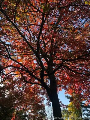 Asherah Xxx OnlyFans Leaked Free Thumbnail Picture - #HQ7Rr8BCZD