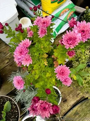 Ashtonfaye Free OnlyFans Leaked Free Thumbnail Picture - #9w1hvaGngV