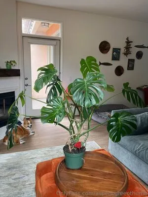 Aspencgreenthumb OnlyFans Leaked Free Thumbnail Picture - #04m6sNGFSa