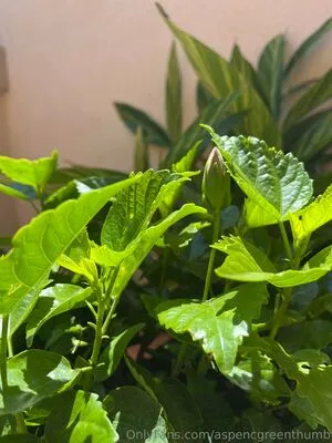 Aspencgreenthumb OnlyFans Leaked Free Thumbnail Picture - #AIjrUpMdQt