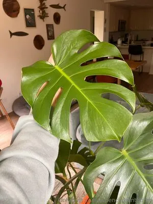 Aspencgreenthumb OnlyFans Leaked Free Thumbnail Picture - #C0P1YmFVoe