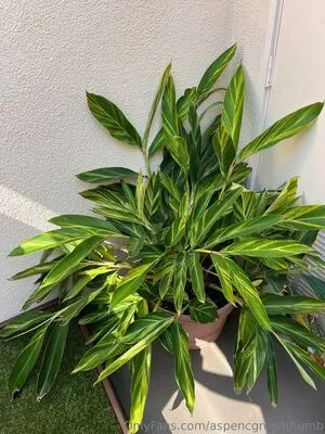 Aspencgreenthumb OnlyFans Leaked Free Thumbnail Picture - #D2GqSMc0bP