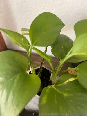 Aspencgreenthumb OnlyFans Leaked Free Thumbnail Picture - #DIIpXZV6TL