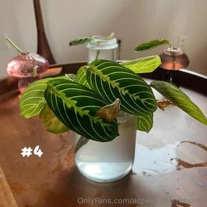 Aspencgreenthumb OnlyFans Leaked Free Thumbnail Picture - #MPwYd6WkMV