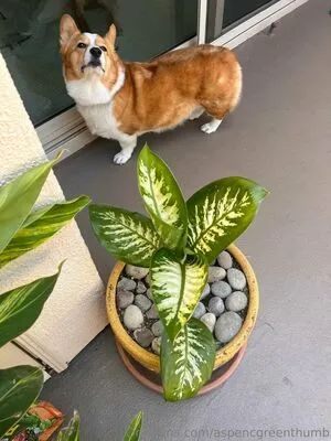 Aspencgreenthumb OnlyFans Leaked Free Thumbnail Picture - #U93Su2eNLO