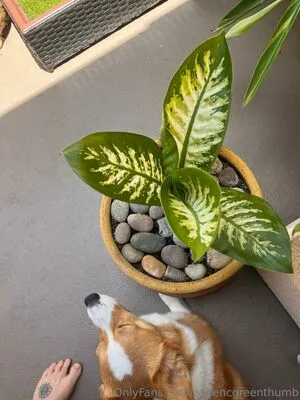 Aspencgreenthumb OnlyFans Leaked Free Thumbnail Picture - #VQwMmpmO7A