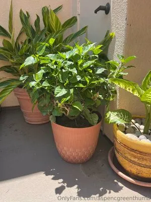 Aspencgreenthumb OnlyFans Leaked Free Thumbnail Picture - #avNseaw85N