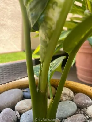 Aspencgreenthumb OnlyFans Leaked Free Thumbnail Picture - #iF9WPZvxDd