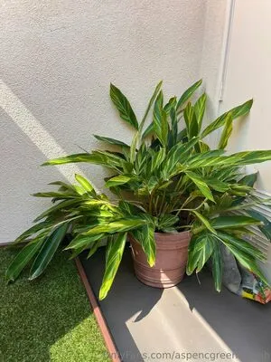 Aspencgreenthumb OnlyFans Leaked Free Thumbnail Picture - #mBz7IU9jAP