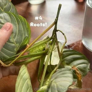Aspencgreenthumb OnlyFans Leaked Free Thumbnail Picture - #odvE2lUo6a
