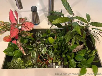 Aspencgreenthumb OnlyFans Leaked Free Thumbnail Picture - #tqZF2ZUEYI