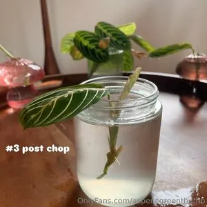 Aspencgreenthumb OnlyFans Leaked Free Thumbnail Picture - #uhC5plK7J4