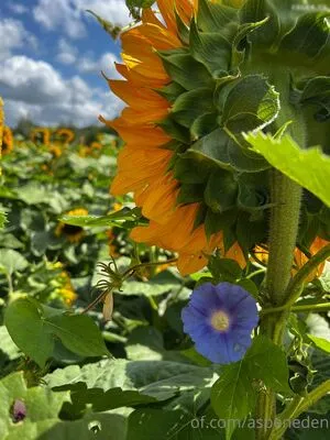 Aspeneden OnlyFans Leaked Free Thumbnail Picture - #bmcTiqoVQ0