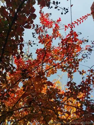 Astragolden OnlyFans Leaked Free Thumbnail Picture - #OQ3ltprhBd