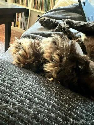 Astreanoir OnlyFans Leaked Free Thumbnail Picture - #NCuiACkBM9