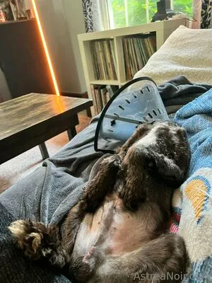 Astreanoir OnlyFans Leaked Free Thumbnail Picture - #fpNK9lljnV