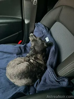 Astreanoir OnlyFans Leaked Free Thumbnail Picture - #hxx0K5gQnM