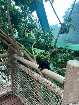 Auroraphoenix4 OnlyFans Leaked Free Thumbnail Picture - #XHqFJuMC9F