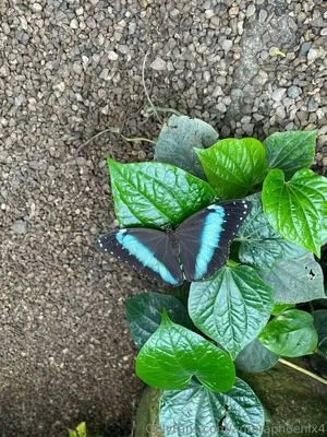 Auroraphoenix4 OnlyFans Leaked Free Thumbnail Picture - #lMuPWKiXEm