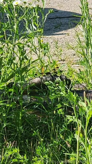 Autumnbuttons OnlyFans Leaked Free Thumbnail Picture - #I1jlF5MBRv