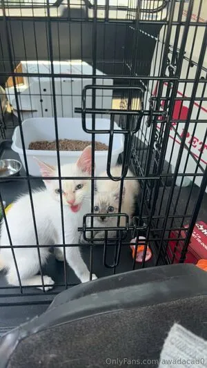 Awadacad0 OnlyFans Leaked Free Thumbnail Picture - #Nmh95BJ6FZ