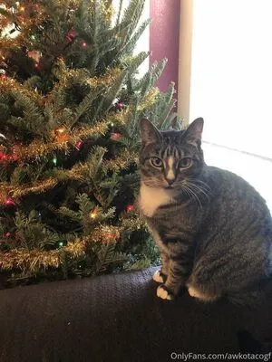 Awkotacogf OnlyFans Leaked Free Thumbnail Picture - #soneOfNq1x