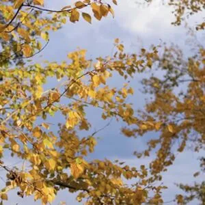 Baileyduck OnlyFans Leaked Free Thumbnail Picture - #4PaxSmRaTc