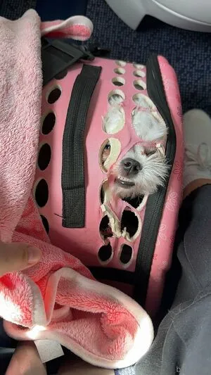 Bar Elias OnlyFans Leaked Free Thumbnail Picture - #7KokGG7YLu