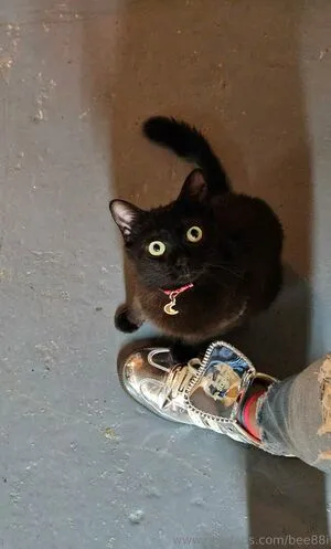 Bee88i OnlyFans Leaked Free Thumbnail Picture - #Tyb0d4NzbI