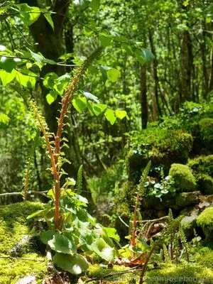 Beeboo Girl OnlyFans Leaked Free Thumbnail Picture - #JVP4wYQUy9