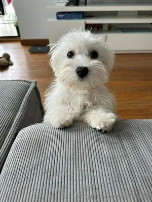 Blushbb OnlyFans Leaked Free Thumbnail Picture - #GnJ52bAi5F