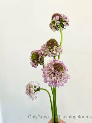 Blushingblooms OnlyFans Leaked Free Thumbnail Picture - #Hlf61UJZUH