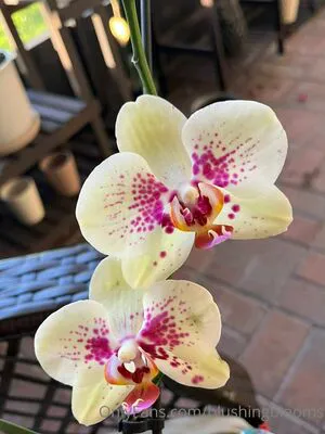 Blushingblooms OnlyFans Leaked Free Thumbnail Picture - #uKSWgfjkjm