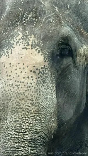 Brandilovefreee OnlyFans Leaked Free Thumbnail Picture - #qUrjWPXFqO